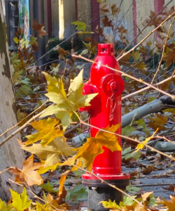 梧桐树疯枝树,修剪技巧,防治方法 梧桐树疯枝树,修剪技巧,防治方法