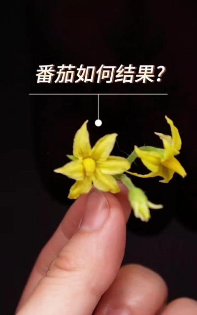 西红柿树落花怎么防治,找准原因,对症下药 西红柿树落花怎么防治,找准原因,对症下药