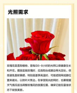 红玫瑰花怎么养,新手入门指南,轻松掌握技巧 红玫瑰花怎么养,新手入门指南,轻松掌握技巧