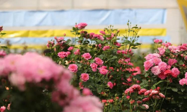 花卉设施栽培,提升种植效率,优化生长环境 花卉设施栽培,提升种植效率,优化生长环境