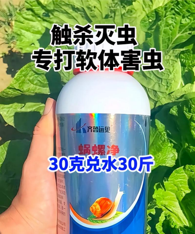 柚树蜗牛的防治,识别危害特征,掌握有效方法 柚树蜗牛的防治,识别危害特征,掌握有效方法