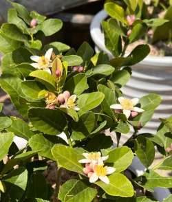 柠檬树栽培,选对品种,轻松结果 柠檬树栽培,选对品种,轻松结果