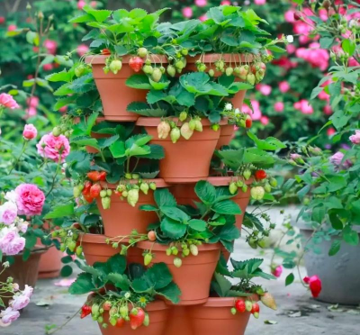 大棚草莓栽培技术,掌握关键要点,实现高产优质 大棚草莓栽培技术,掌握关键要点,实现高产优质