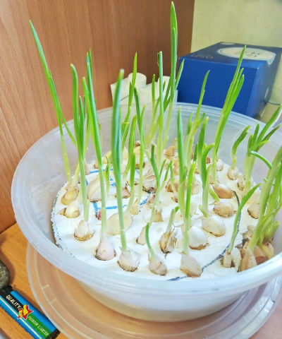 大蒜的无土栽培,掌握关键技巧,轻松在家种植 大蒜的无土栽培,掌握关键技巧,轻松在家种植