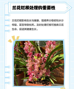 养的花烂根怎么办,快速判断原因,及时处理挽救 养的花烂根怎么办,快速判断原因,及时处理挽救