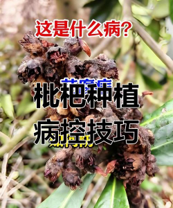 枇杷树病虫防治列表,常见问题梳理,实用方法分享 枇杷树病虫防治列表,常见问题梳理,实用方法分享
