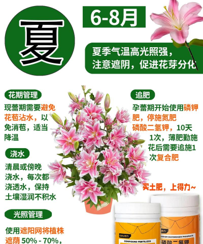 水养百合花怎么修剪,掌握正确方法,延长花期更美观 水养百合花怎么修剪,掌握正确方法,延长花期更美观