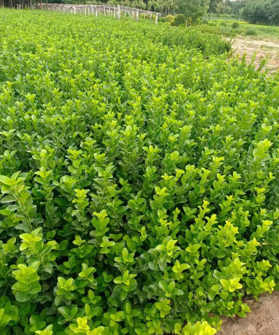 卫矛栽培,掌握关键技巧,轻松打造绿篱景观 卫矛栽培,掌握关键技巧,轻松打造绿篱景观