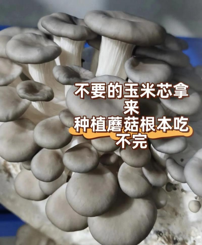 野生菌栽培,掌握关键技巧,轻松实现家庭种植 野生菌栽培,掌握关键技巧,轻松实现家庭种植