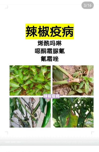 辣椒树防治哪些虫害,常见问题盘点,实用应对方法 辣椒树防治哪些虫害,常见问题盘点,实用应对方法