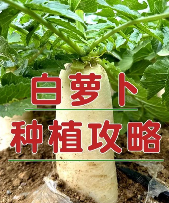 白萝卜的栽培,掌握关键步骤,轻松收获好萝卜 白萝卜的栽培,掌握关键步骤,轻松收获好萝卜