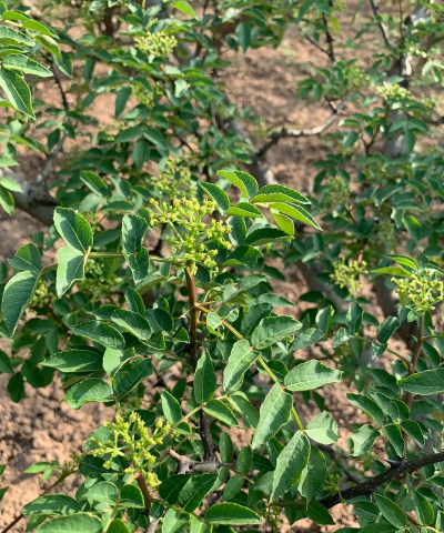 花椒树长虫怎末防治,常见虫害识别,有效治理方法 花椒树长虫怎末防治,常见虫害识别,有效治理方法