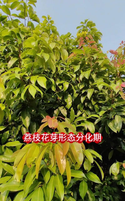 荔枝树病毒防治,识别常见病害,掌握有效方法 荔枝树病毒防治,识别常见病害,掌握有效方法