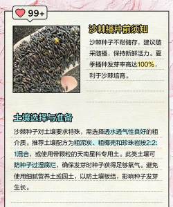 沙棘栽培技术要点,掌握关键步骤,提高成活率 沙棘栽培技术要点,掌握关键步骤,提高成活率