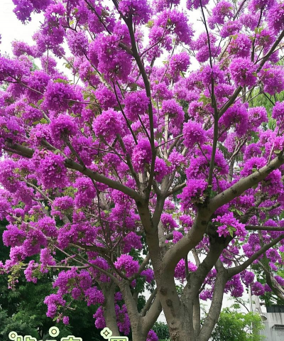 盆栽紫荆花怎么养,掌握关键技巧,轻松花开满枝 盆栽紫荆花怎么养,掌握关键技巧,轻松花开满枝
