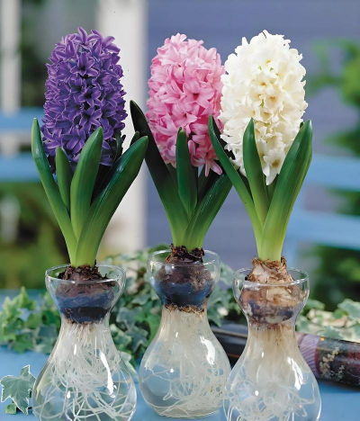 风信子的栽培,轻松上手,花开满屋 风信子的栽培,轻松上手,花开满屋