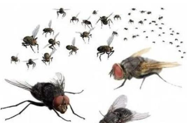 葡萄树苍蝇防治,常见问题解析,实用方法分享 葡萄树苍蝇防治,常见问题解析,实用方法分享