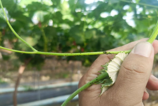 葡萄树蛀虫防治,识别虫害特征,掌握有效方法 葡萄树蛀虫防治,识别虫害特征,掌握有效方法