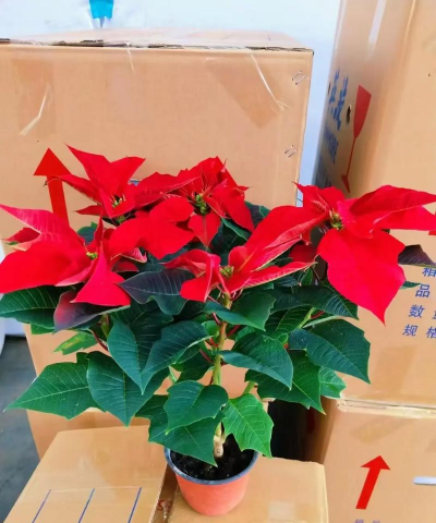 一品红栽培,掌握关键技巧,轻松养出鲜艳花朵 一品红栽培,掌握关键技巧,轻松养出鲜艳花朵