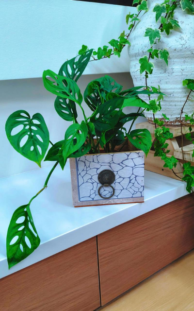 手机空间花藤怎么养,掌握关键技巧,轻松打造绿意空间 手机空间花藤怎么养,掌握关键技巧,轻松打造绿意空间