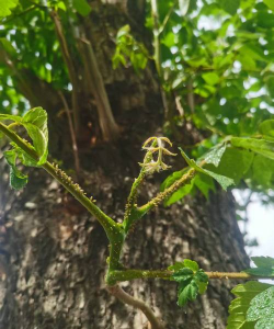 栾树的病虫防治,常见问题解析,实用应对方法 栾树的病虫防治,常见问题解析,实用应对方法