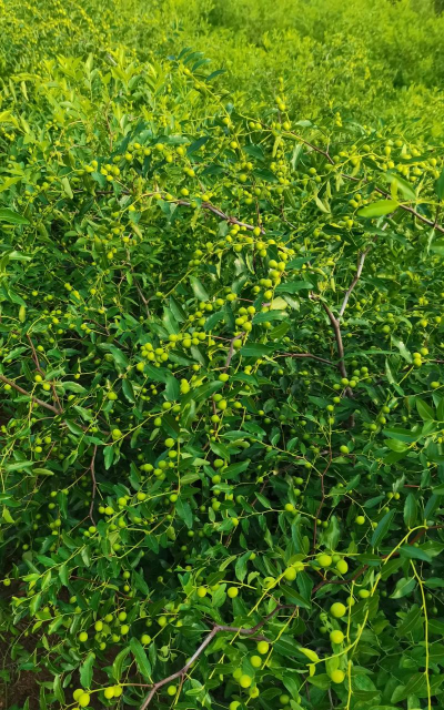 酸枣栽培,掌握关键技巧,实现高产稳产 酸枣栽培,掌握关键技巧,实现高产稳产