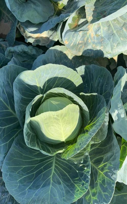 包菜栽培,新手入门,轻松上手 包菜栽培,新手入门,轻松上手