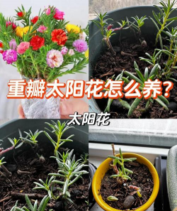 太阳花没根怎么养,快速生根技巧,成活率翻倍 太阳花没根怎么养,快速生根技巧,成活率翻倍