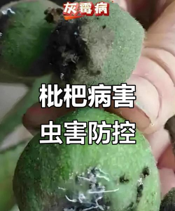 枇杷树怎么防治小虫,常见虫害识别,实用防治方法 枇杷树怎么防治小虫,常见虫害识别,实用防治方法