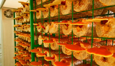 灵芝人工栽培,掌握关键技术,实现稳定产出 灵芝人工栽培,掌握关键技术,实现稳定产出