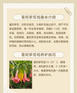 曼陀罗花怎么样养,新手入门指南,常见问题解答 曼陀罗花怎么样养,新手入门指南,常见问题解答