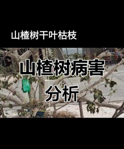 野山楂树防治,常见问题分析,实用方法分享 野山楂树防治,常见问题分析,实用方法分享