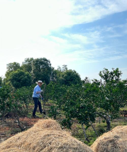 橙子的栽培,掌握关键技巧,收获甜美果实 橙子的栽培,掌握关键技巧,收获甜美果实