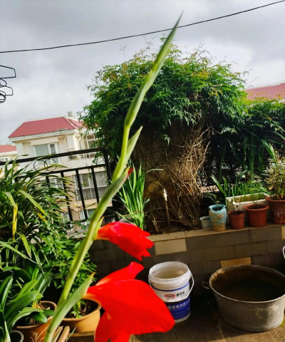 十三太保花怎么养,掌握关键技巧,轻松养出好状态 十三太保花怎么养,掌握关键技巧,轻松养出好状态