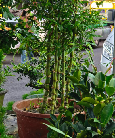 雷竹的栽培,掌握关键技巧,轻松实现高产 雷竹的栽培,掌握关键技巧,轻松实现高产