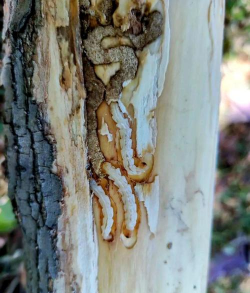 白蜡树病防治,常见病害识别,有效应对方法 白蜡树病防治,常见病害识别,有效应对方法