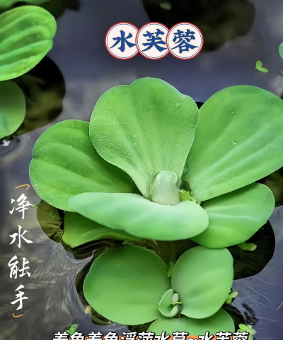 水芙蓉花怎么养,新手入门指南,轻松掌握技巧 水芙蓉花怎么养,新手入门指南,轻松掌握技巧