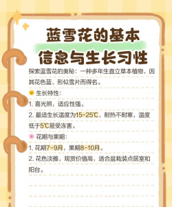 蓝宝石花怎么养,掌握关键技巧,轻松养出好状态 蓝宝石花怎么养,掌握关键技巧,轻松养出好状态