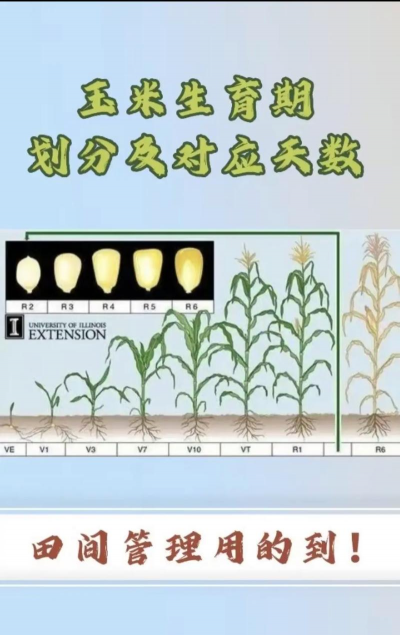 玉米超高产栽培技术,选对品种,掌握关键步骤 玉米超高产栽培技术,选对品种,掌握关键步骤