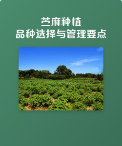 蓖麻栽培,掌握关键技巧,实现高产稳产 蓖麻栽培,掌握关键技巧,实现高产稳产