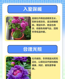 牡丹花冬季怎么养,防冻保暖,安全过冬 牡丹花冬季怎么养,防冻保暖,安全过冬