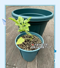 瓜果栽培,新手入门指南,轻松掌握种植技巧 瓜果栽培,新手入门指南,轻松掌握种植技巧