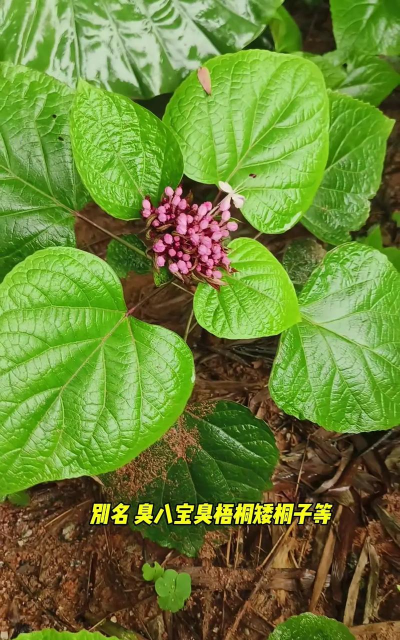臭牡丹花怎么养,掌握关键技巧,轻松爆盆开花 臭牡丹花怎么养,掌握关键技巧,轻松爆盆开花