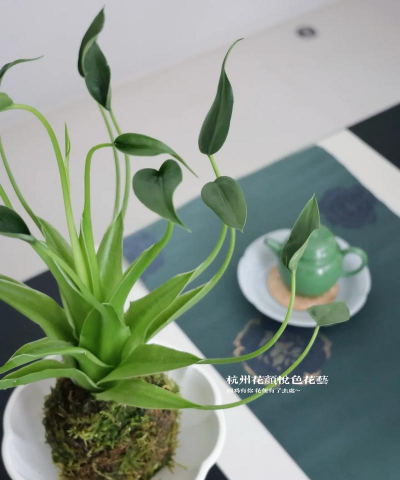 千手观音花怎么养,掌握关键技巧,轻松养出好状态 千手观音花怎么养,掌握关键技巧,轻松养出好状态