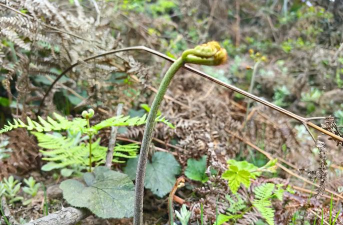 蕨菜的栽培,掌握关键技巧,轻松收获美味 蕨菜的栽培,掌握关键技巧,轻松收获美味