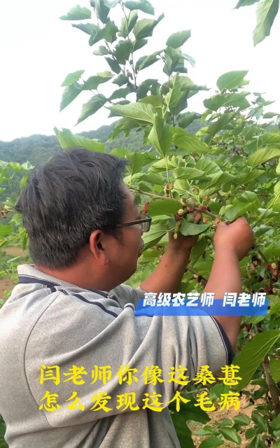 桑葚树白毛虫防治,识别虫害特征,掌握有效方法 桑葚树白毛虫防治,识别虫害特征,掌握有效方法