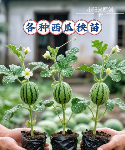 西瓜嫁接栽培,提升抗病能力,实现高产稳产 西瓜嫁接栽培,提升抗病能力,实现高产稳产
