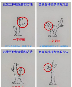 造型树修剪防治措施,常见问题解析,实用技巧分享 造型树修剪防治措施,常见问题解析,实用技巧分享