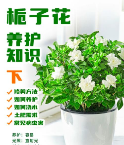 家里盆栽栀子花怎么养,新手入门指南,常见问题解答 家里盆栽栀子花怎么养,新手入门指南,常见问题解答