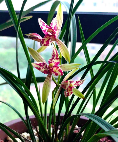 兰花栽培管理,掌握关键技巧,轻松养好兰花 兰花栽培管理,掌握关键技巧,轻松养好兰花